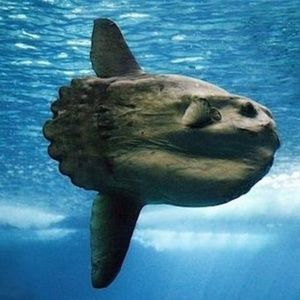 Meet your Posher, the Mola Mola